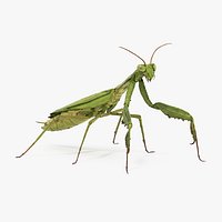 Praying Mantis Rigged