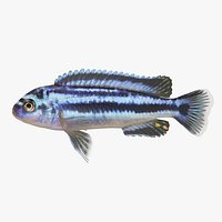 Melanochromis Chipokae Cichlid