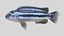 3D model Melanochromis Chipokae Cichlid