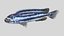 3D model Melanochromis Chipokae Cichlid