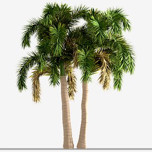 Set of Foxtail Palm or Wodyetia Bifurcata Trees - 3 Trees 3D model
