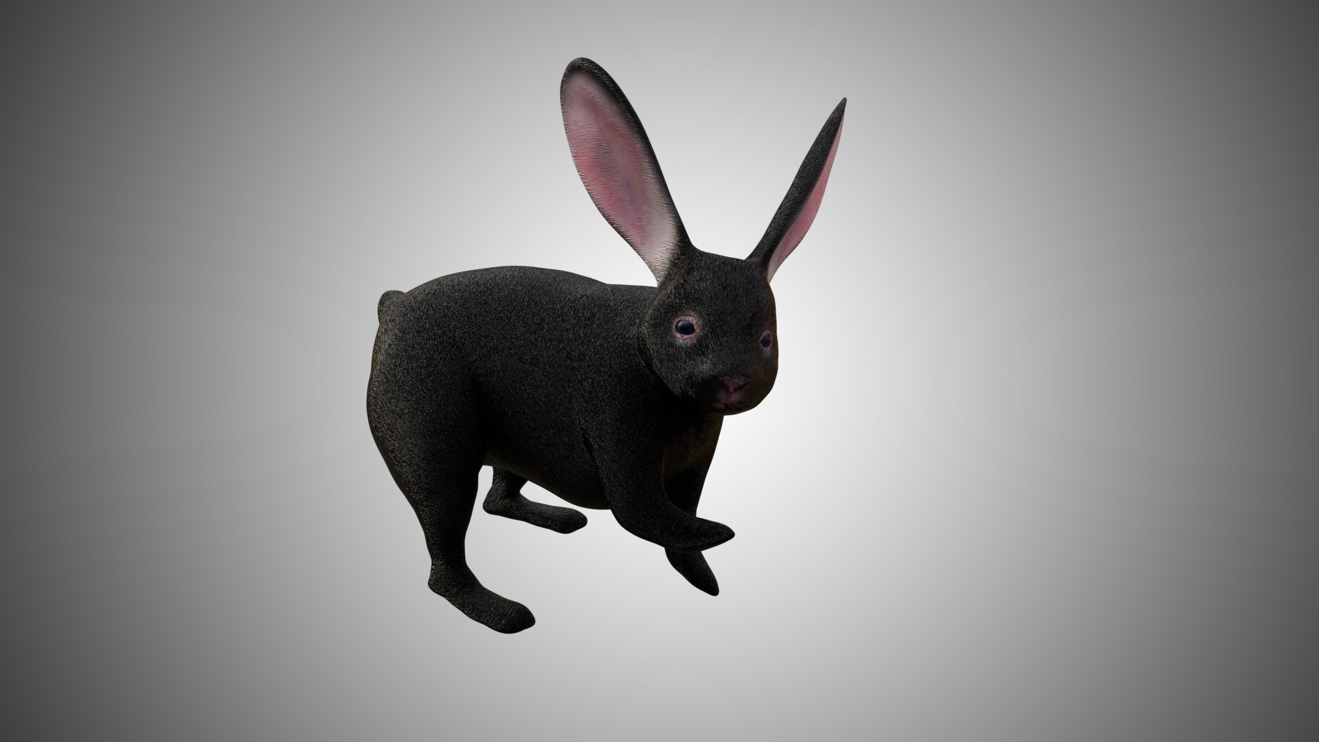 Black Rabbit 3D Model - TurboSquid 1610790