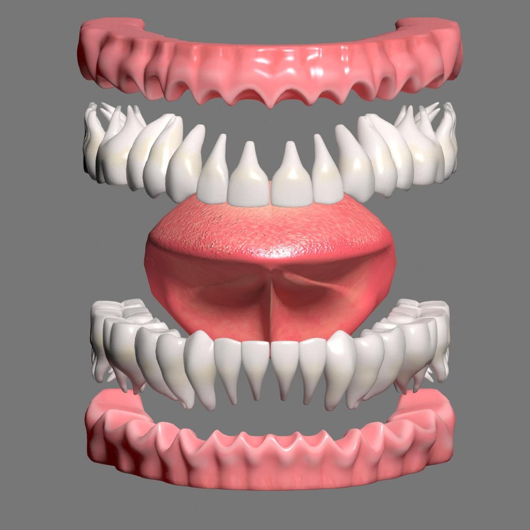 3D mouth gums teeth https://p.turbosquid.com/ts-thumb/fE/REK3Tb/A1PpxPUq/image_05/jpg/1507022613/1920x1080/fit_q87/510afc1b2f6a4be3f956ce2a556631d29e048a79/image_05.jpg