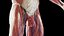3D Complete Male and Female Anatomy Rigged Maaya Collection model
