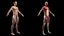 3D Complete Male and Female Anatomy Rigged Maaya Collection model