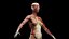 3D Complete Male and Female Anatomy Rigged Maaya Collection model
