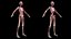 3D Complete Male and Female Anatomy Rigged Maaya Collection model