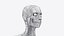 3D Complete Male and Female Anatomy Rigged Maaya Collection model