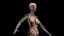 3D Complete Male and Female Anatomy Rigged Maaya Collection model