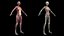 3D Complete Male and Female Anatomy Rigged Maaya Collection model