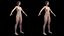 3D Complete Male and Female Anatomy Rigged Maaya Collection model