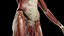 3D Complete Male and Female Anatomy Rigged Maaya Collection model