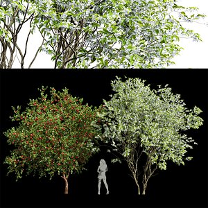 Amelanchier lamarckii and apple trees 3D model