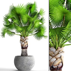 Bismarckia nobilis palm