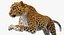 leopard rigged fur 3D model