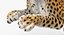 leopard rigged fur 3D model