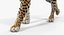 leopard rigged fur 3D model