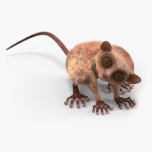 3D Tarsier Monkey in Tilted Head Pose Fur for Cinema 4D