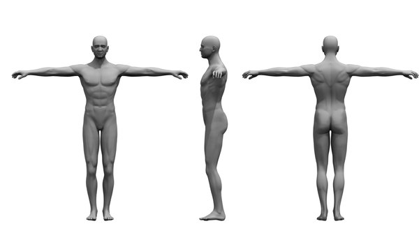 modelo 3d cuerpo humano modelo 3d - TurboSquid 1515632