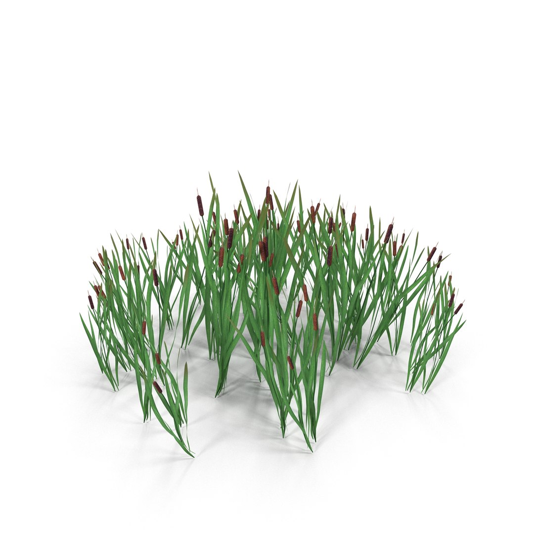 Reeds 3d Fbx