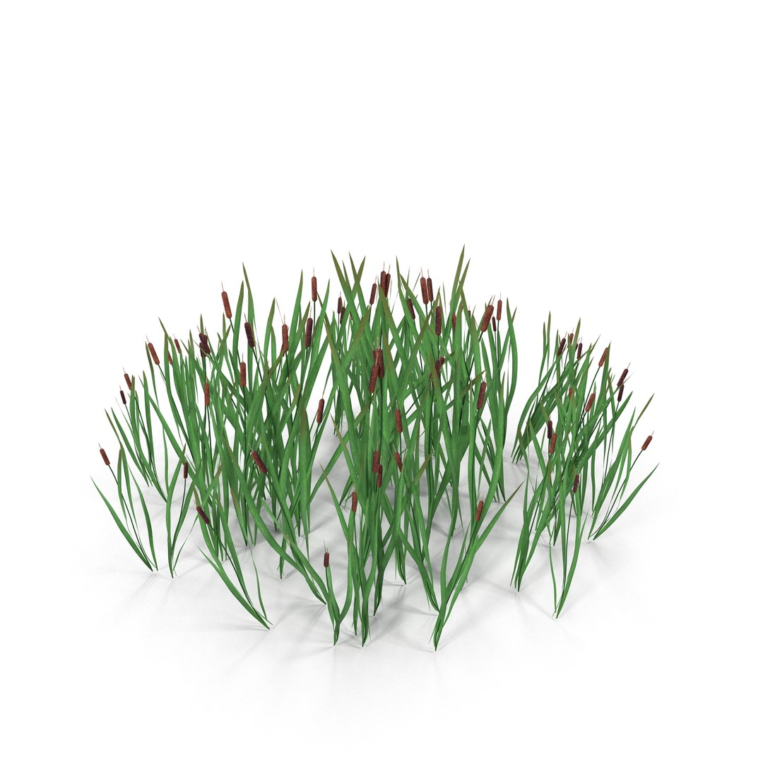 Reeds 3d Fbx