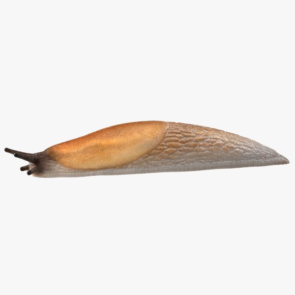 Spanish Slug Rigged for Maya 3D