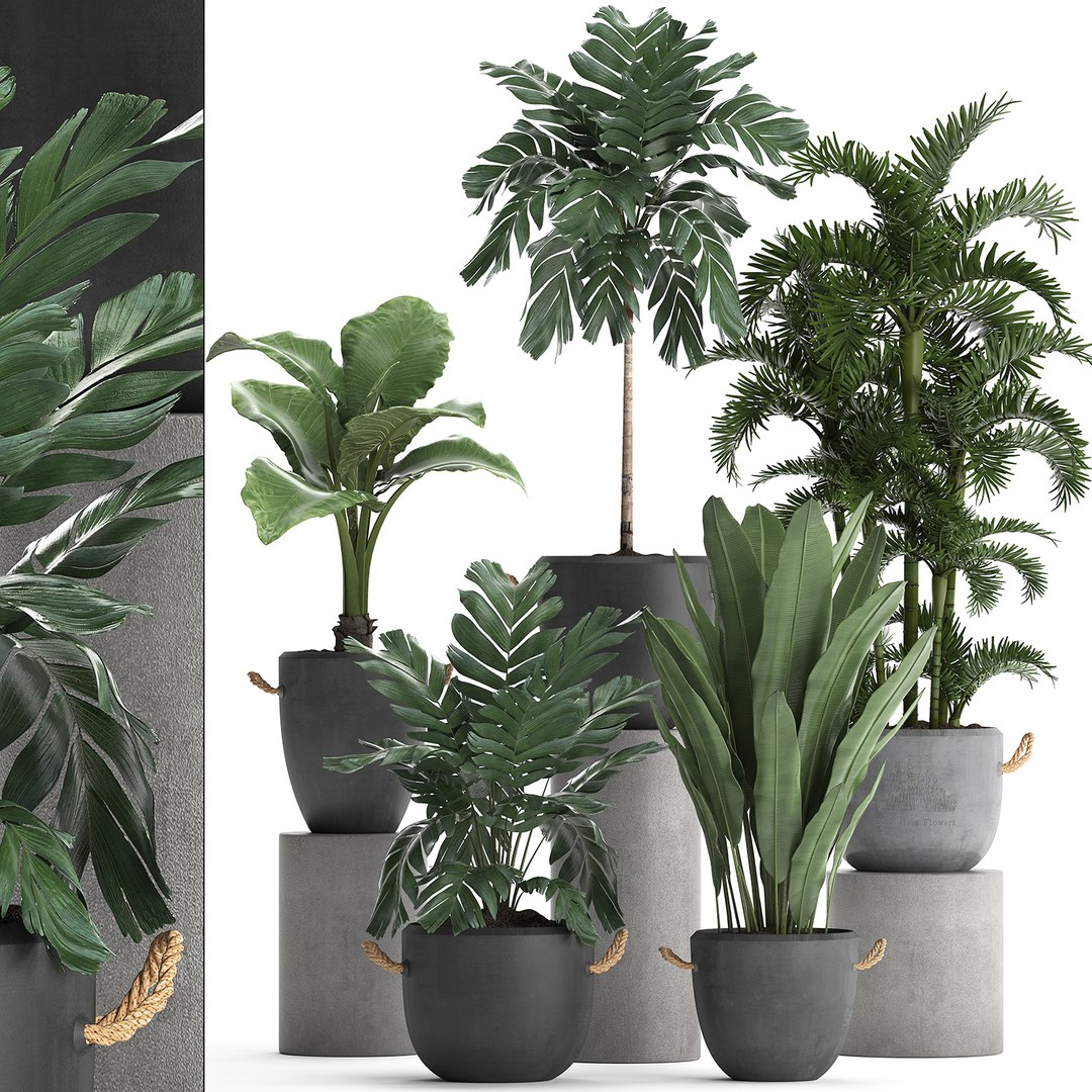 Exotic plants 3D - TurboSquid 1471077