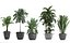 Collection Exotic plants 405