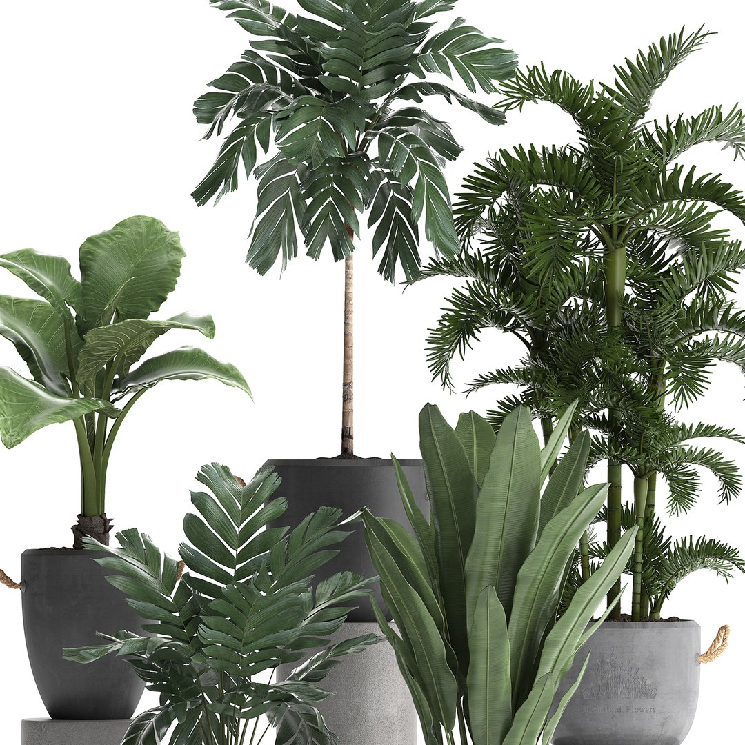 exotic plants 3D https://p.turbosquid.com/ts-thumb/fF/ie1hc6/Rf9xiqdq/plantsset1211201903/jpg/1573657579/1920x1080/fit_q87/90fdce0bc0c47ab94b6aa6c661d390dd003636c9/plantsset1211201903.jpg