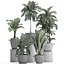 Collection Exotic plants 405