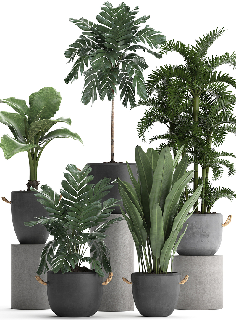 Exotic plants 3D - TurboSquid 1471077