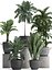 Collection Exotic plants 405