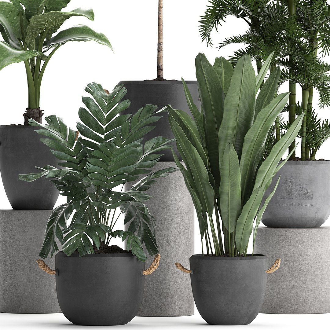exotic plants 3D https://p.turbosquid.com/ts-thumb/fF/ie1hc6/gy8Hvw9O/plantsset1211201902/jpg/1573657579/1920x1080/fit_q87/51eb5bb8dca818c2d43a7895e8fdca2fe639c710/plantsset1211201902.jpg