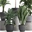 Collection Exotic plants 405