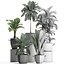 Collection Exotic plants 405