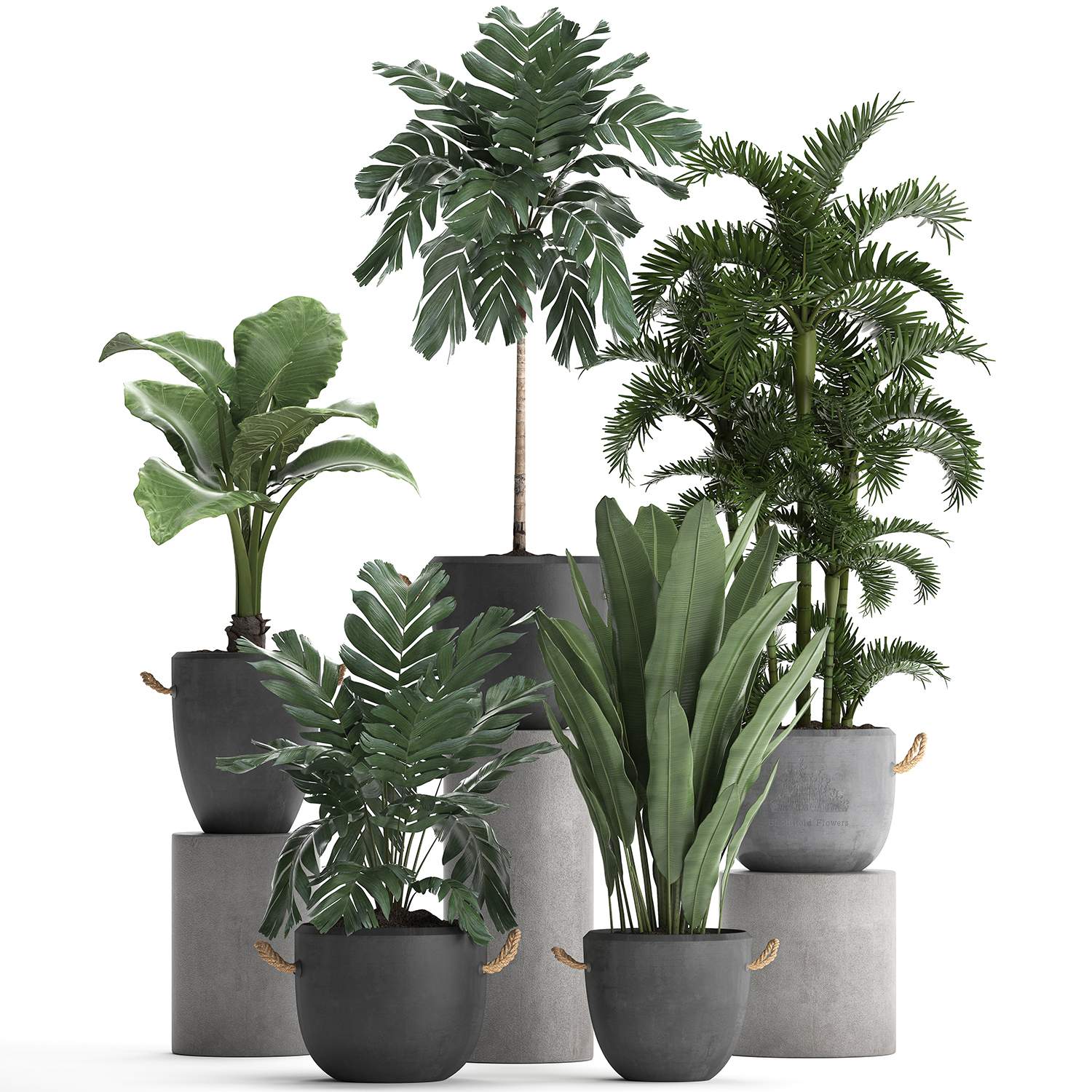 Exotic plants 3D - TurboSquid 1471077