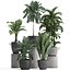 Collection Exotic plants 405