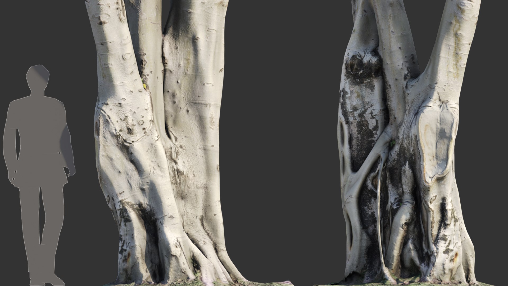 Ficus religiosa Tree Trunk 3D model - TurboSquid 2104019