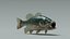 Bass Fish  Realistic