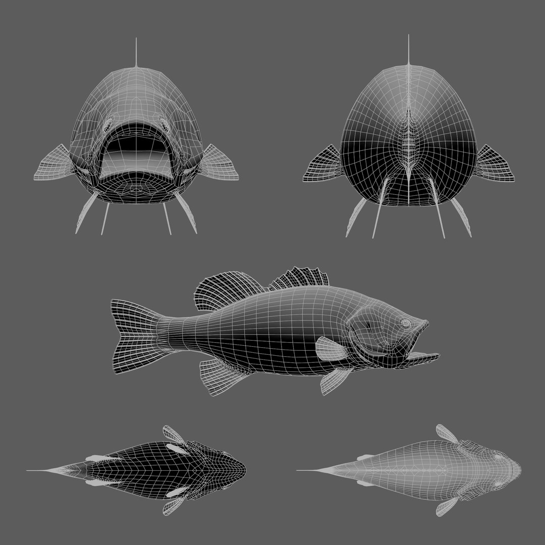 Bass Fish  Realistic 3D model https://p.turbosquid.com/ts-thumb/fF/pin3K9/C9/preview6/png/1723103007/1920x1080/fit_q87/b3d72a6de1e2094668ad158a2b07c5b1628962ae/preview6.jpg