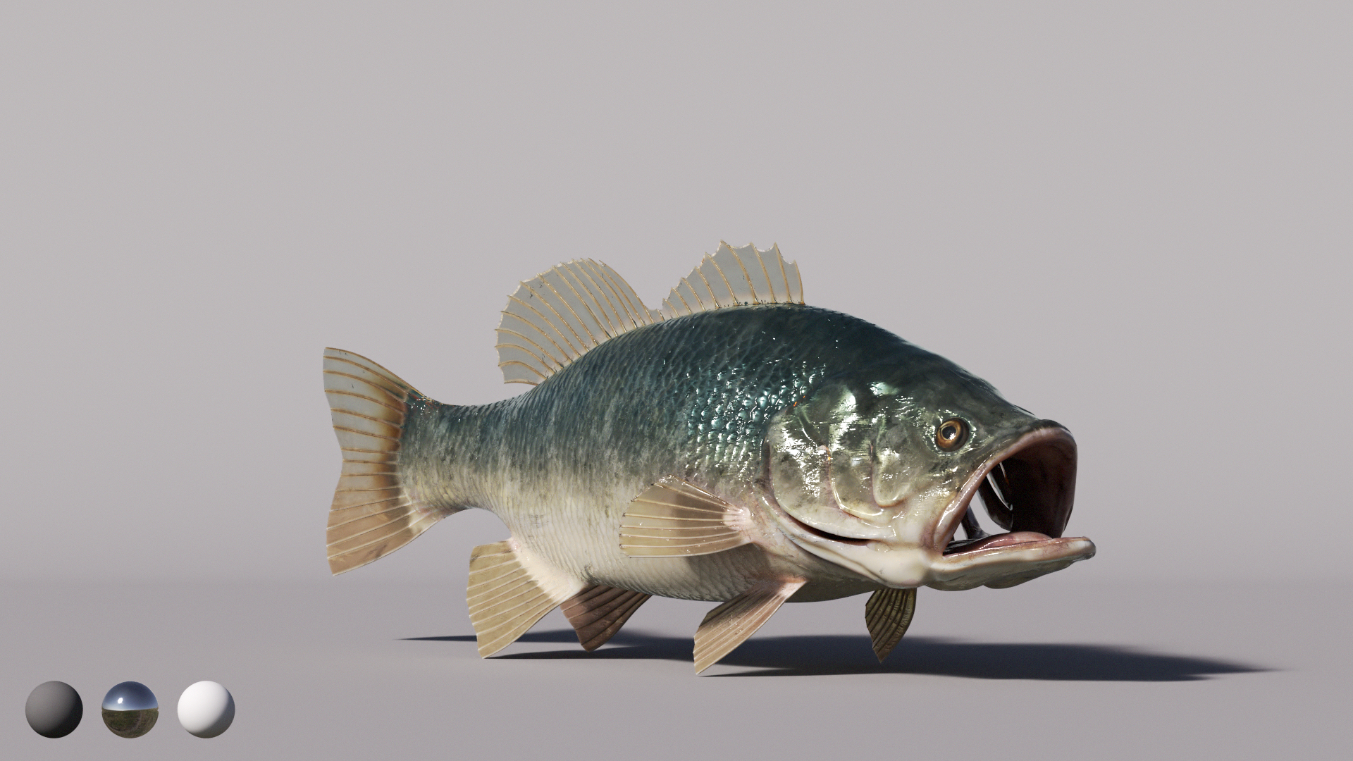Bass Fish  Realistic 3D model https://p.turbosquid.com/ts-thumb/fF/pin3K9/L6/preview/jpg/1723102956/1920x1080/turn_fit_q99/0272241612a11bda0a0ed594eb3d05eed59bd075/preview-1.jpg
