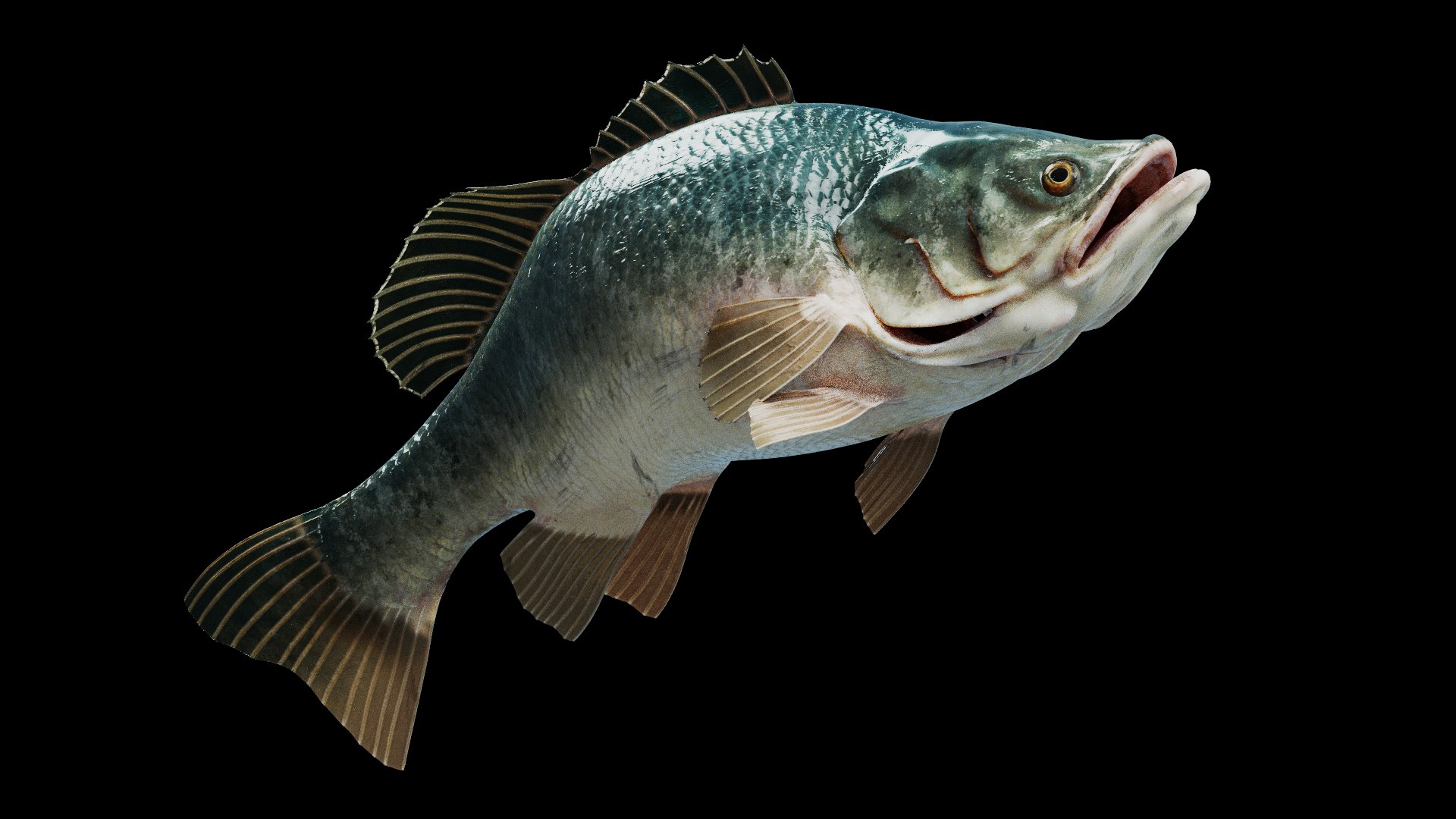 Bass Fish  Realistic 3D model https://p.turbosquid.com/ts-thumb/fF/pin3K9/NT/previewpbr_2/jpg/1723106710/1920x1080/fit_q87/b1e1c5d93d948736196e87986979efa397763479/previewpbr_2.jpg
