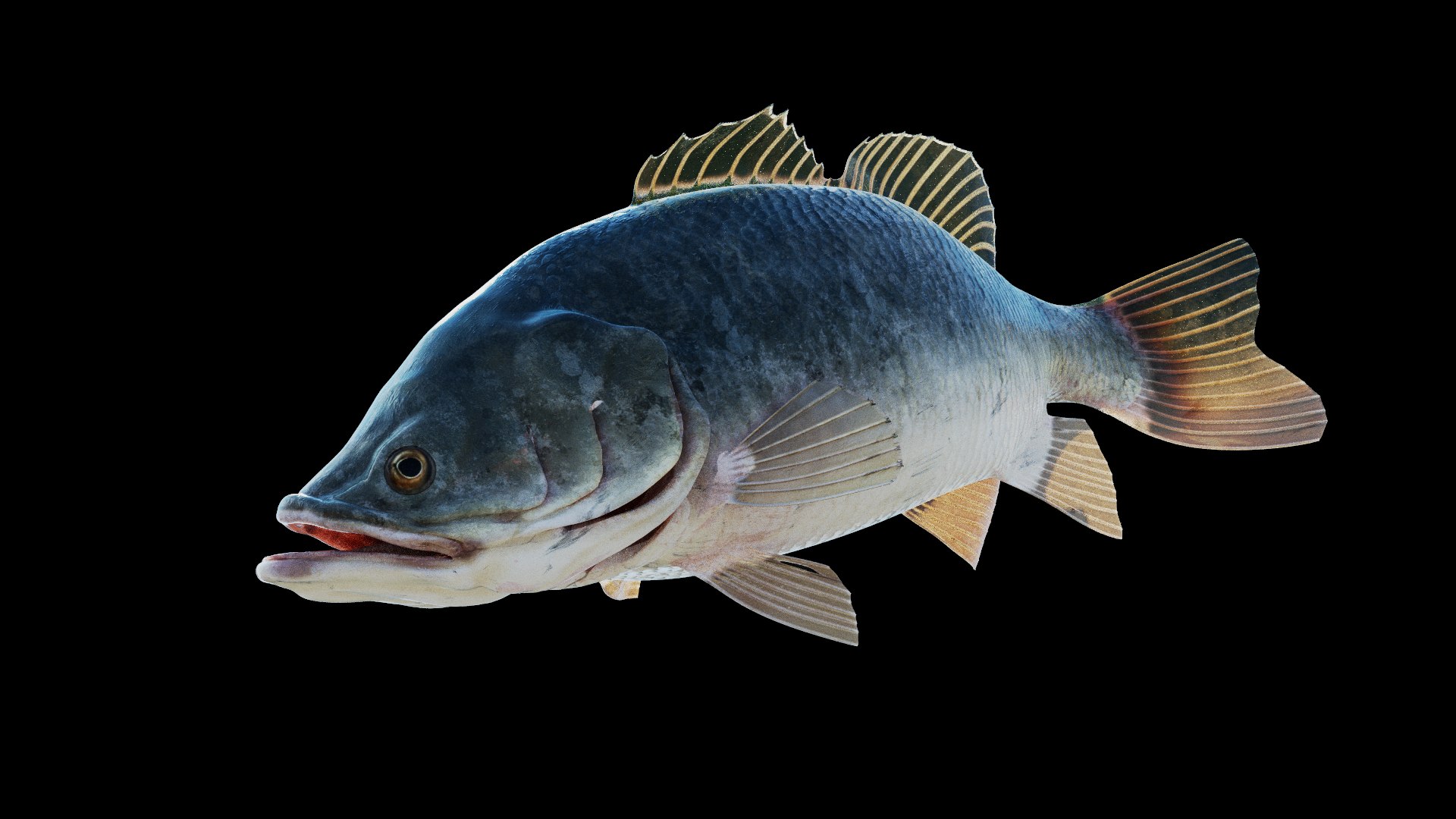 Bass Fish  Realistic 3D model https://p.turbosquid.com/ts-thumb/fF/pin3K9/Vp/previewpbr_5/jpg/1723106711/1920x1080/fit_q87/6b413162ea14dcccef8c48f47727c6647800bd09/previewpbr_5.jpg