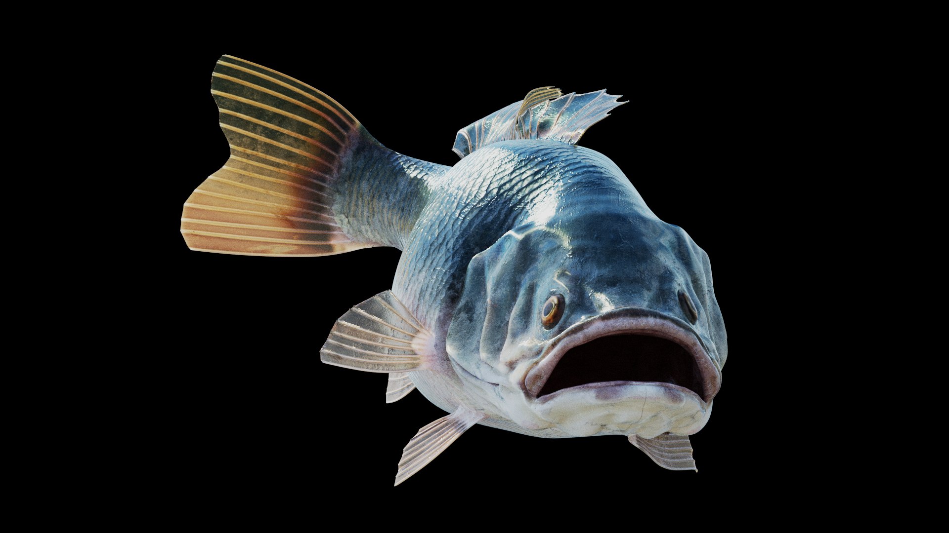 Bass Fish  Realistic 3D model https://p.turbosquid.com/ts-thumb/fF/pin3K9/bM/previewpbr_4/jpg/1723106711/1920x1080/fit_q87/cf1dfc77a99e37c628f2e63edec53e70fafd6aa5/previewpbr_4.jpg