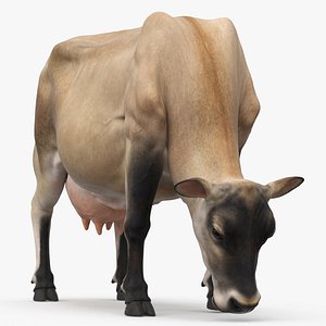 Jersey Heifer Eats Beige