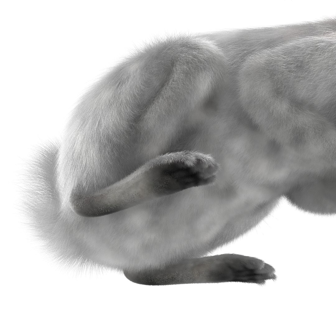 White Rabbit Pose 2 Max