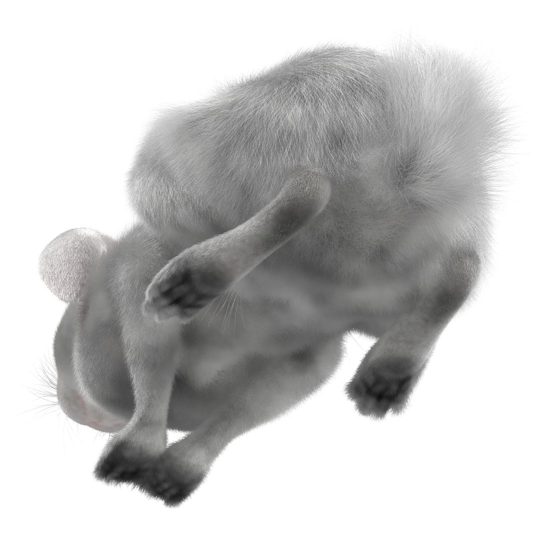 White Rabbit Pose 2 Max