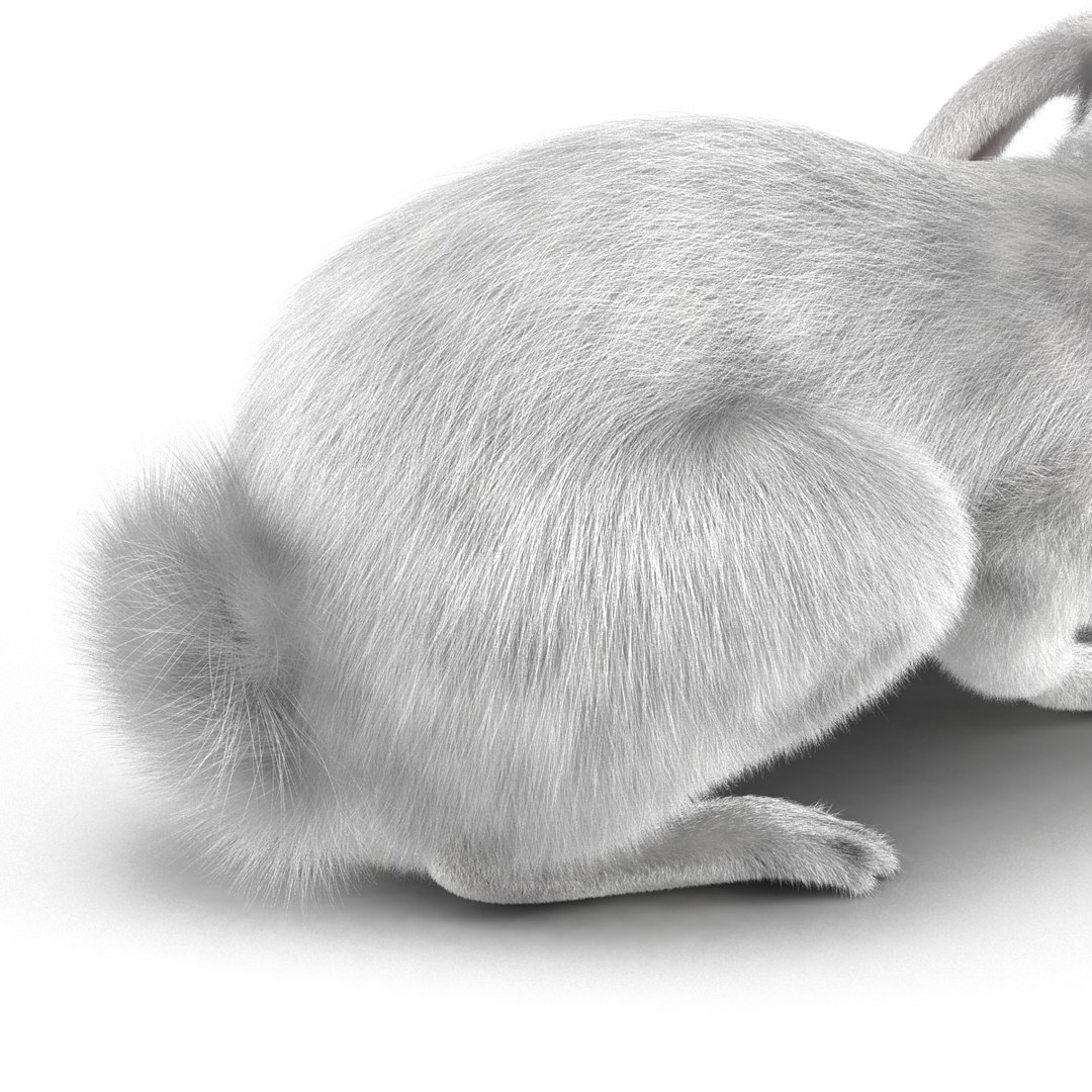 White Rabbit Pose 2 Max