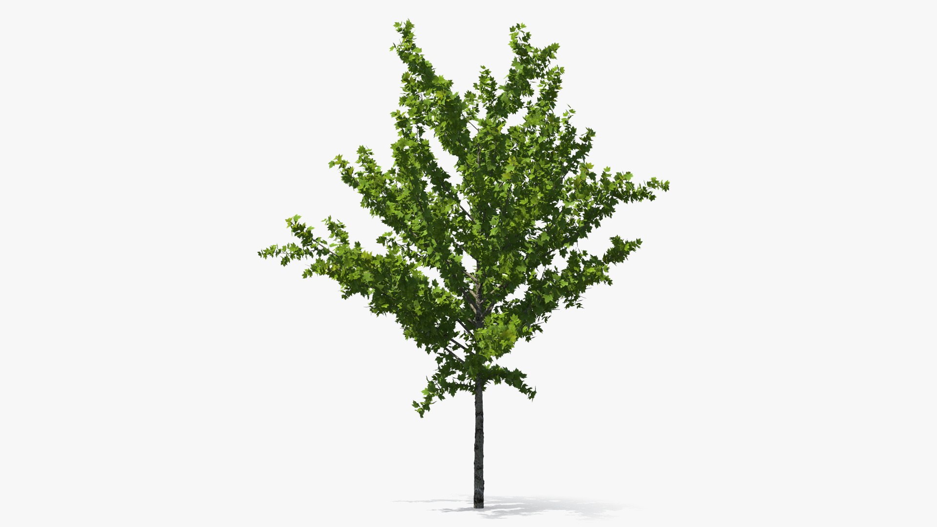 Realistic Young Red Maple Tree 3D model preview