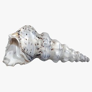 sea shell 2 3D